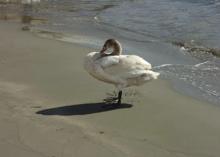 Дом отдыха Cozy Citrus Garden House By The Seaside. Chones